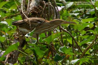 Yellow Bittern 

Scientific name: Ixobrychus sinensis 

Habitat: Common in freshwater wetlands