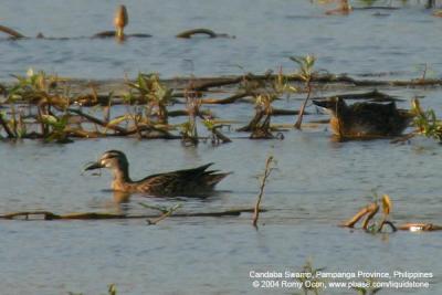 Garganey

Scientific name - Anas querquedula

Habitat - Common in fresh water marshes and shallow lakes.