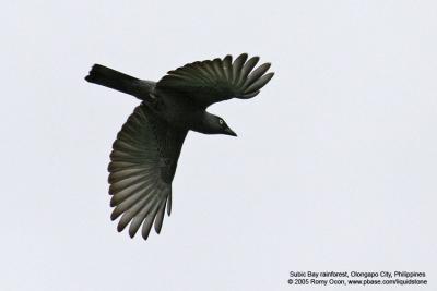Bar-bellied Cuckoo-shrike

Scientific name - Coracina striata striata 

Habitat - Forest and forest edge. 

[400 5.6L + Tamron 1.4x TC, 560 mm, hand held]
