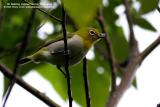 Lowland White-Eye 
(a near Philippine endemic) 

Scientific name: Zosterops meyeni 

Habitat: Common in lowlands in second growth, scrub and gardens. 
