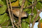 Brown Tit-Babbler 
(a Philippine endemic) 

Scientific name - Macronous striaticeps mindanensis 

Habitat - Common in noisy, active groups through dense foliage in forest up to 1500 m.
