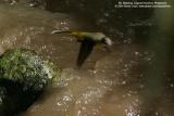 Grey Wagtail
Scientific name - Motacilla cinerea
Habitat - Streams and forest roads at all elevations.