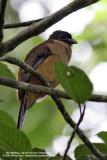 Philippine Trogon 
(a Philippine endemic) 

Scientific name - Harpactes ardens luzoniensis 

Habitat - Forest and second growth.
