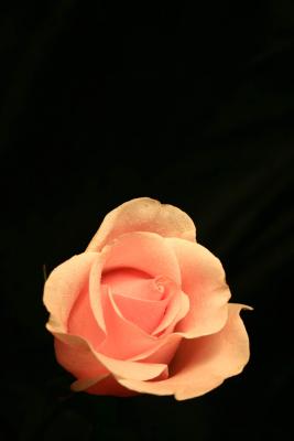 Rose 4