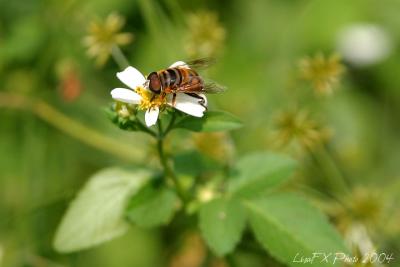 Bee on Daisy.jpg
