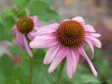 CRW_6593-TW.jpg