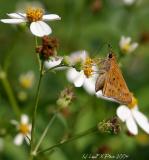 Moth Alights.jpg