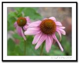 CRW_6593-TW.jpg
