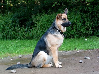 u49/littledog22/medium/36291656.Marlie8mos_6228.jpg
