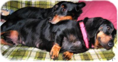 Wiener dogs buzzed