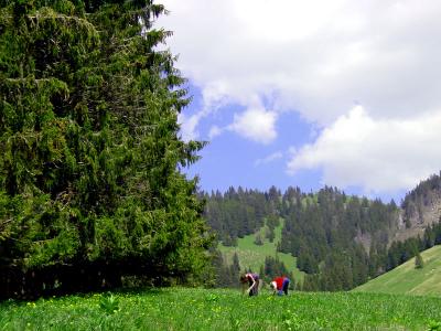 Picking Narcissi, LesPaccots