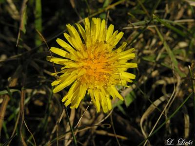 Late Bloomer 0795.jpg