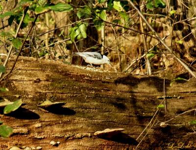 Nuthatch 1454.jpg