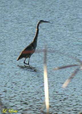 Great Blue Heron 1566.jpg