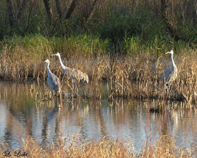 Sandhill Cranes 1585.jpg