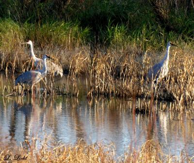 Sandhill Cranes 1586.jpg