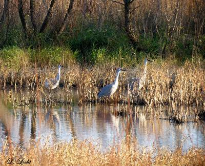 Sandhill Cranes 1588.jpg