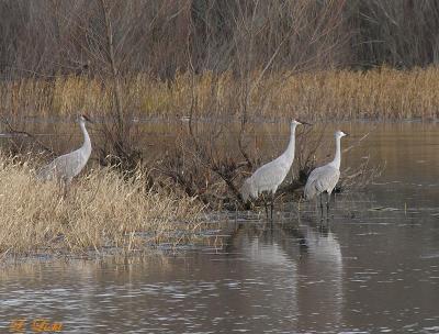 birds