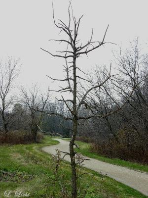 sterling_lake_park_il_and_the_des_plaines_river_trail