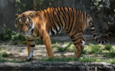 Oil-paint-Houston-Zoo.jpg