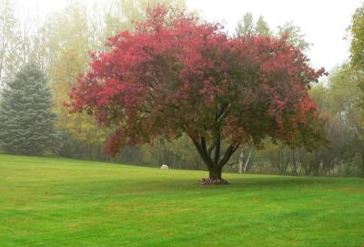 Amur Maple