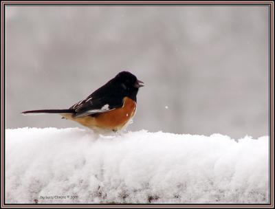 Rufous SidedTowhee.0229.05