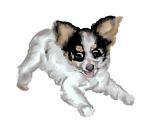 A papillon dog