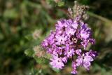 Desert Sand Verbena