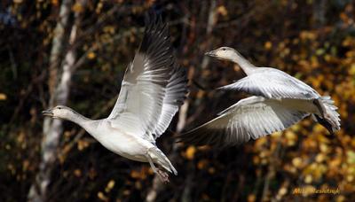 Frolicing Gosslings - Greater Snow Geese