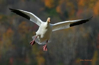 Close Encounter - Snow Goose