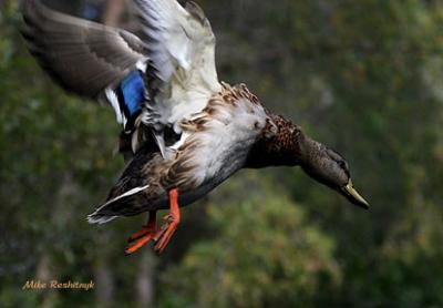 Approaching His Destination - Mallard Duck