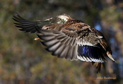 Visual Verification - Mallard Duck