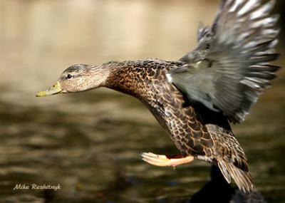 Coming Contact - Mallard Duck