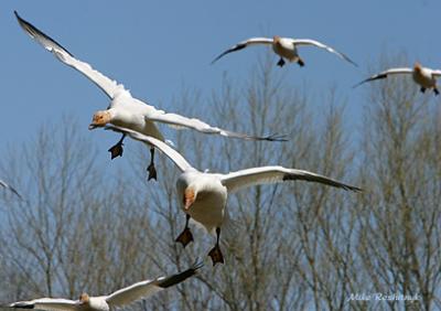 We've Arrived - Greater Snow Geese