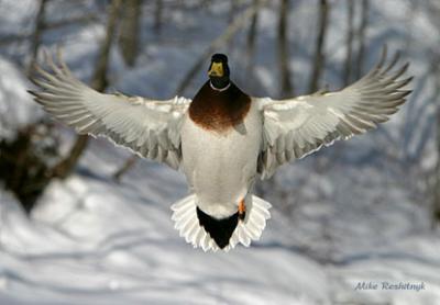 Majestic Stance - Mallard Duck