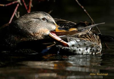 Bet You Can't DoThis - Mallard Duck