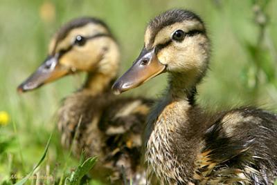 Siblings - Mallard Ducklings