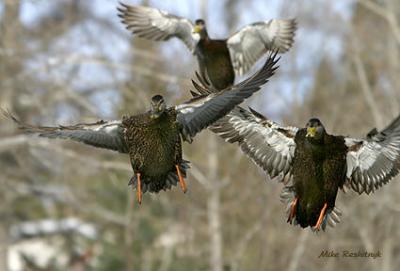 Lets Rumble - Black American Ducks