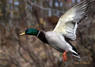 Autumn Encounter - Mallard Duck