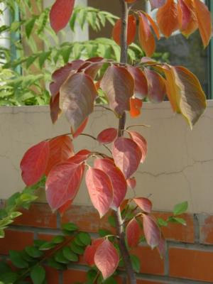 DSC05421.JPG