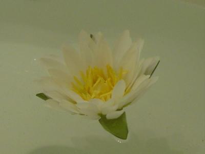 white lotus