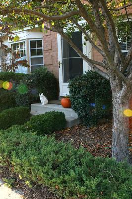 our front yard