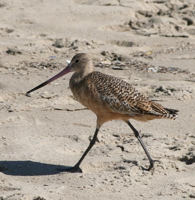 sandpiper