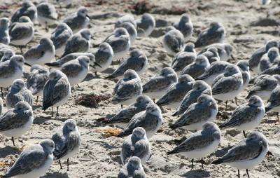 sleepy beach birds