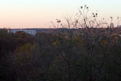 building_treeline01-1104.jpg