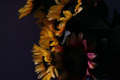 dark_daisies.jpg