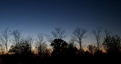 sunset_treeline1104.jpg