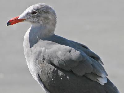 redbeaked gull