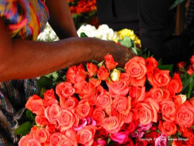 roses, antigua, guatemala