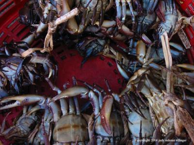 crabs, san lucas toliman, guatemala